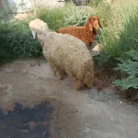 گوسفنده ماده سرحال