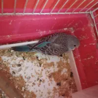 سلام سه عدد جوجه مرغ عشق