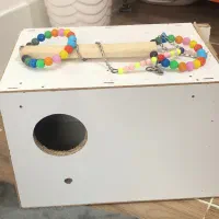 عروس هلندی|پرنده|بندر امام خمینی, |دیوار