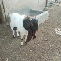 بزاصل پاکستانی