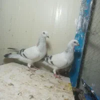 سلام جفت شامی عروسک نره ماده