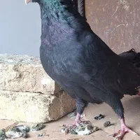 کبوتر
