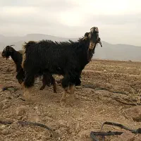 پازن(چپش نر یکسال و نیمه)