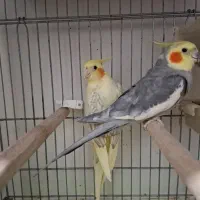 عروس هلندی مولد