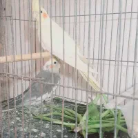 عروس هلندی ۲۰۰