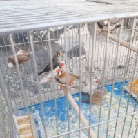 فنج کینگ.بنگالی