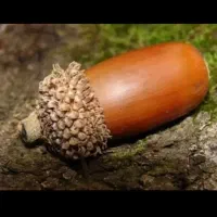 بلوط کوهی درجه یک