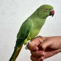 طوطی ملنگو|پرنده|سلماس, |دیوار