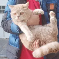 بریتیش خالص و بینظیر