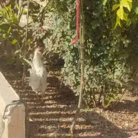 خروس گلین|حیوانات مزرعه|شیراز, زرهی|دیوار