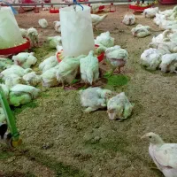 جوجه  مرغ گوشتی ۲۰ روزه
