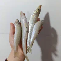 ماهی حواصیم