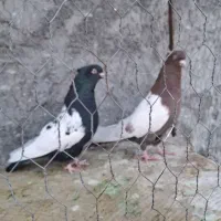 کبوتر موشی سرور سینه ای|پرنده|لنجان, |دیوار