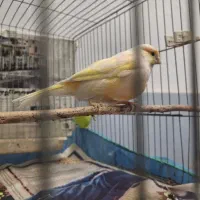 قناری ماده ردفاکتور|پرنده|رشت, شهرک آیت الله منتظری|دیوار