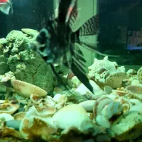 یه جفت ماهی آنجل|ماهی|وحیدیه, |دیوار