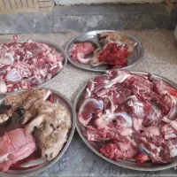 قصاب سیار قصابی گاو گوسفند در محل