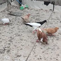 مغلف هفت رنگ یهودی