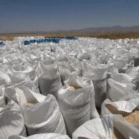 فروش بذرجو
