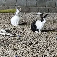 خرگوش خونگی چغادک|موش و خرگوش|چغادک, |دیوار