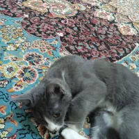 واگذاری بچه گربه|گربه|سروآباد, |دیوار