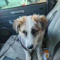 سگ به سرقت برده شده