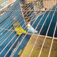 مرغ عشق انگلیسی