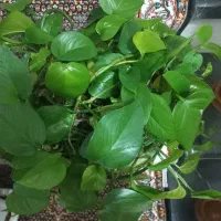 گلهای سرحال و شاداب|گل و گیاه طبیعی|بناب, |دیوار