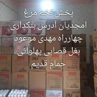 پخش تخم مرغ مجتبی امجدیان