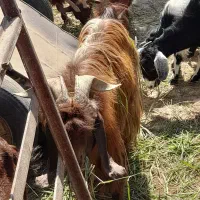 دوراس پازن بزرگ برای نگهداری وکشت شهر سعدآباد