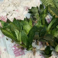 حراج سانسوریا غلافی ۵۰