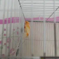 قناری|پرنده|تربت جام, تیپ ۳۸ زرهی تربت جام|دیوار