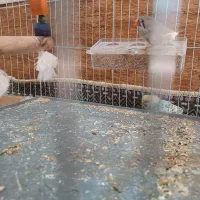 یک مرغ عشق یک فنج|پرنده|میناب, |دیوار