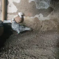 شازده آلیام|پرنده|ویلکیج, |دیوار