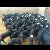 بره شیری آغوز خورده