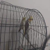 عروس هلندی مولد ب شرط جوجه