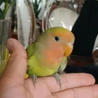 دو عدد عروس + یک طوطی برزیلی یک جا به فروش میرسد