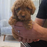 توی پودل جنسیت نر