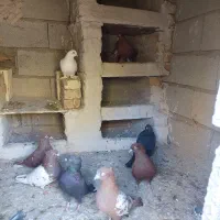 کبوتر|پرنده|مرند, |دیوار