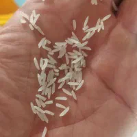 شالیکوبی سیارخانگی|خدمات پیشه و مهارت|آق قلا, |دیوار