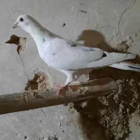 کبوتر المانی|پرنده|فردوس (خراسان), |دیوار