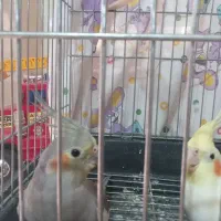 ۲عدد عروس هلندی ماده با قفس اماده جفت|پرنده|محمدشهر, همایون ویلا|دیوار