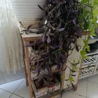 قلمه گل
