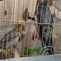 ۵ عدد عروس هلندی