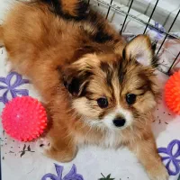 پامرانین اشپیتز ماده 2ماهه