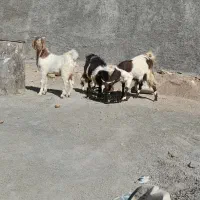 فروشی|حیوانات مزرعه|ایلام, |دیوار