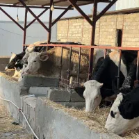 تعداد ده عدد تلیسه آبستن و پای کل|حیوانات مزرعه|سرپل ذهاب, |دیوار