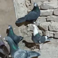 ۵تا نر شب بازی