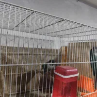 جفت های گرینچیک|پرنده|مشهد, مشکینی (شهرک غرب)|دیوار