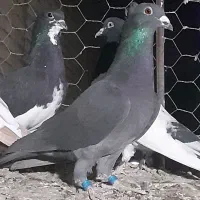 سیاه کاکلی پلاکی|پرنده|فسا, |دیوار