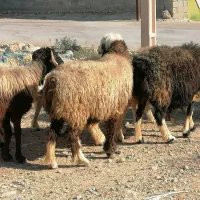 فروش 20 راس میش داشتی ابستن مایه کرده